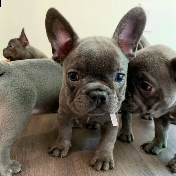 cuccioli di bulldog francese disponibili per la vendita | Foto 0