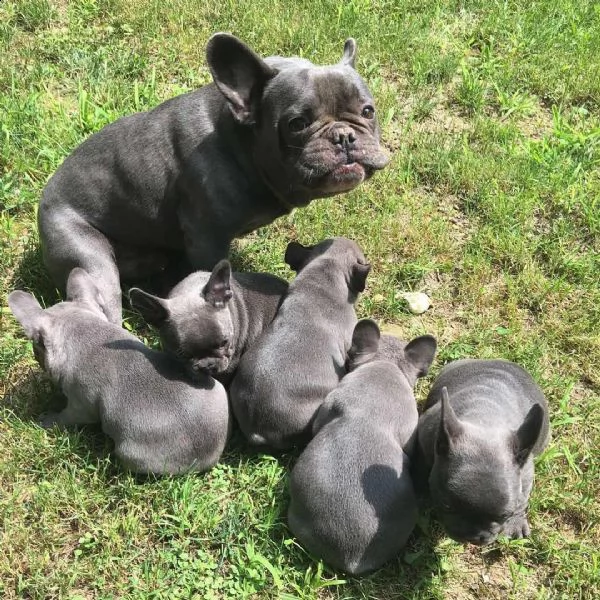 cuccioli di bulldog francese disponibili per la vendita