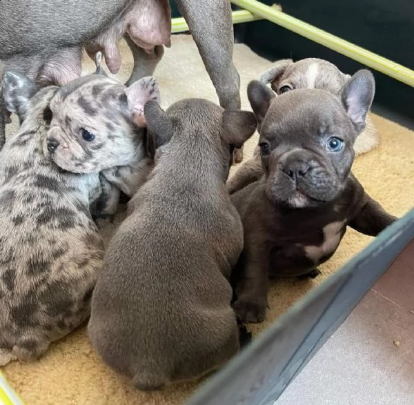 cuccioli di bulldog francese per l'adozione | Foto 0