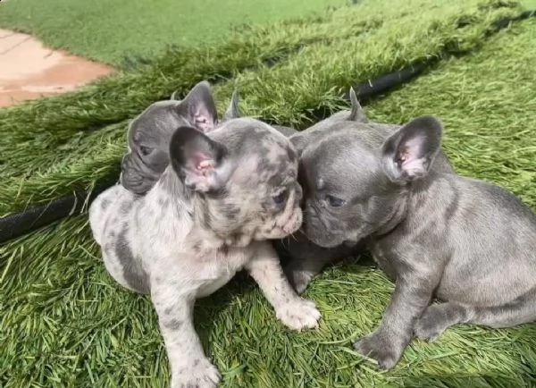 cuccioli di bulldog francese per l'adozione