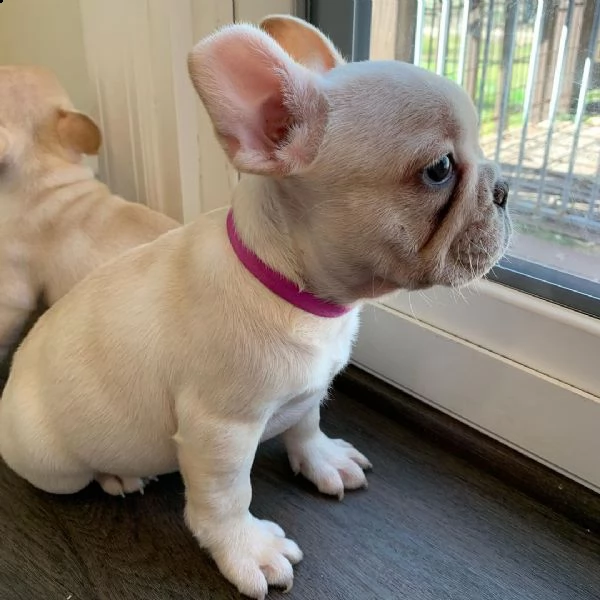 cuccioli di bulldog francese disponibili per la vendita | Foto 5
