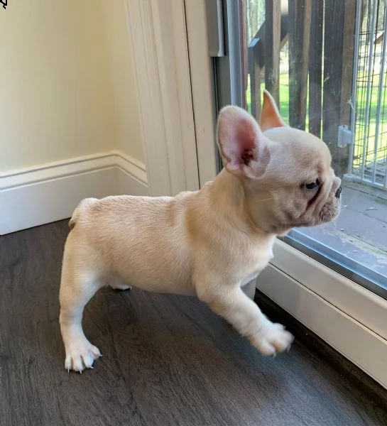 cuccioli di bulldog francese disponibili per la vendita | Foto 4