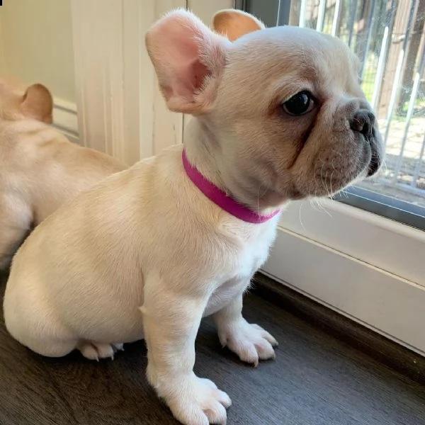 cuccioli di bulldog francese disponibili per la vendita | Foto 3