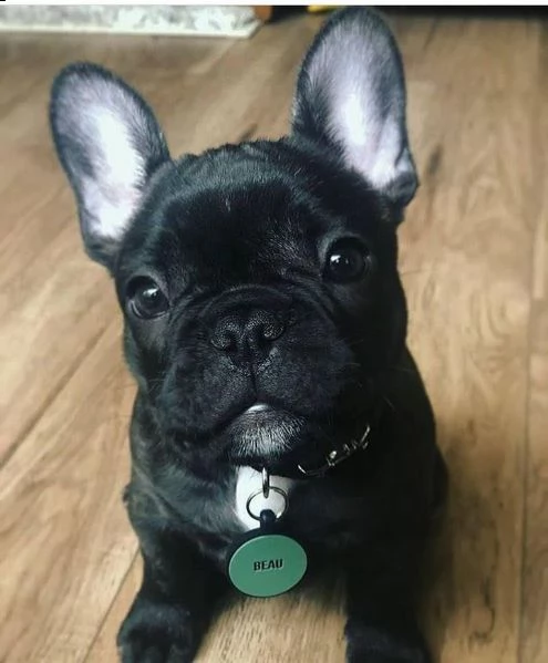 cuccioli di bulldog francese disponibili per la vendita | Foto 0