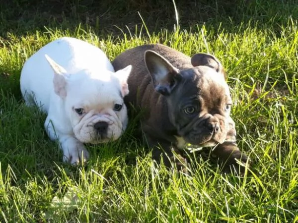 disponibili cuccioli di bulldog francese