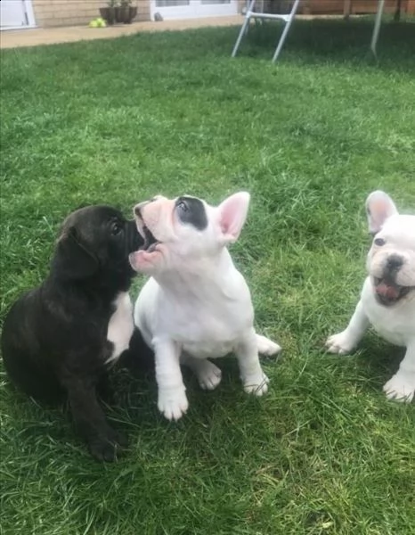 disponibili cuccioli di bulldog francese | Foto 1