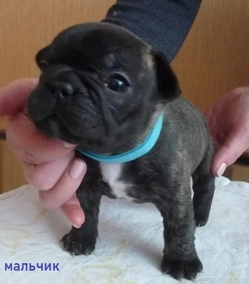 cuccioli di bulldog francese | Foto 0