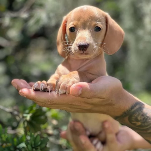   regalo adorabili cuccioli  bassotto femminucce e maschietti disponibili
