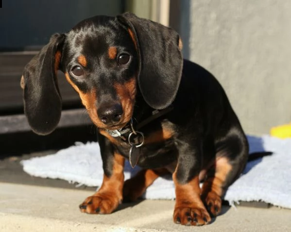 cuccioli di bassotto | Foto 1