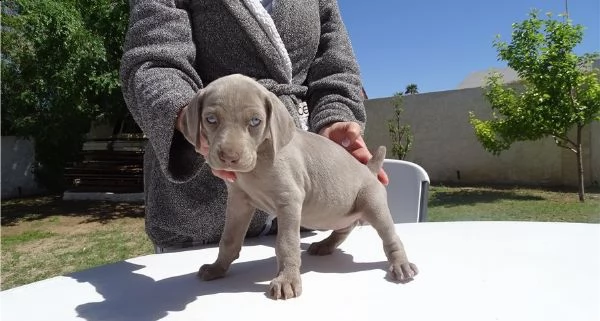 disponibili cuccioli di weimaraner