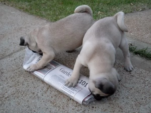 bellissime cucciole di carlino