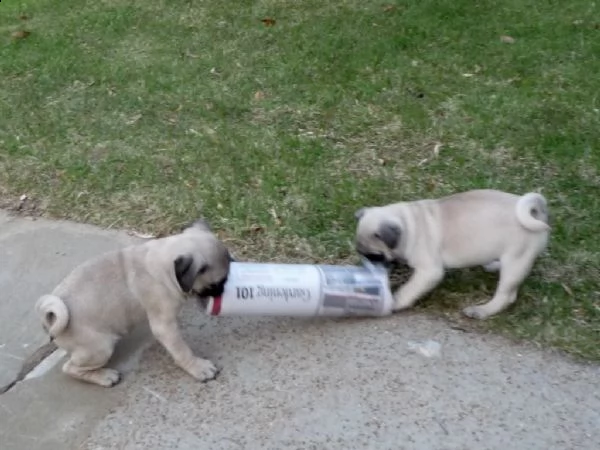 bellissime cucciole di carlino | Foto 0