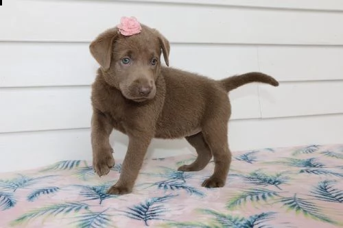  regalo bellissimi cuccioli di labrador .