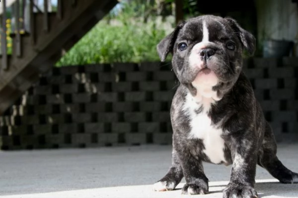 cuccioli di bulldog francese 