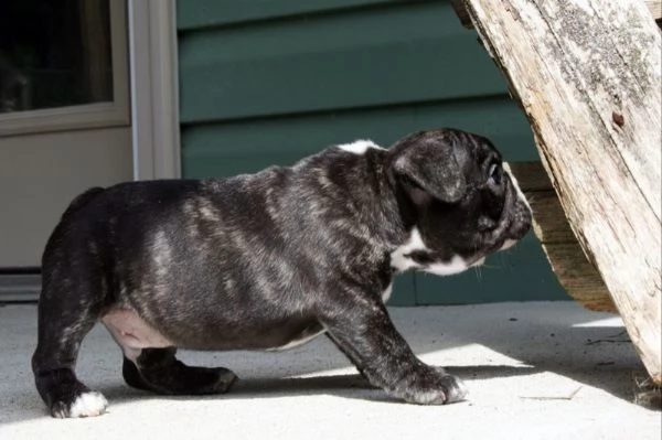 cuccioli di bulldog francese  | Foto 0