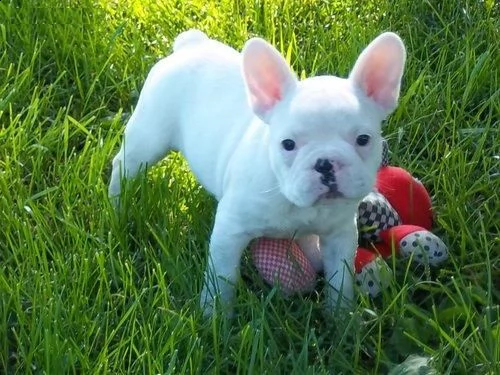 cuccioli di bulldog francese | Foto 0