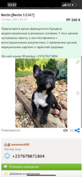 i nostri bellissimi cuccioli di bulldog francese | Foto 0