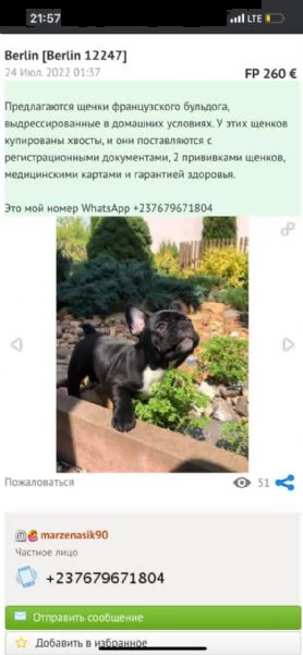 i cuccioli di puro bulldog francese  | Foto 1