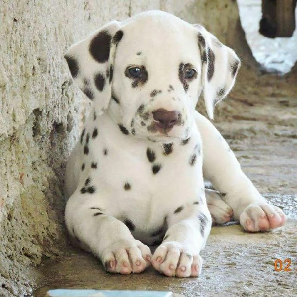   regalo abbiamo cuccioli di dalmata