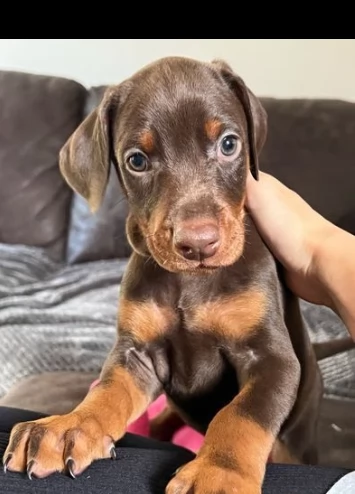 dobermann chocolate maschio è femmina