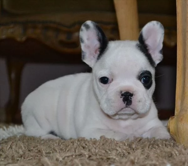 bellissimi cuccioli di bulldog francese maschi  | Foto 2