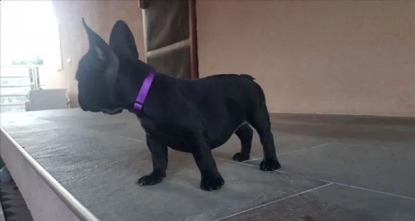 bellissimi cuccioli di bulldog francese maschi  | Foto 1