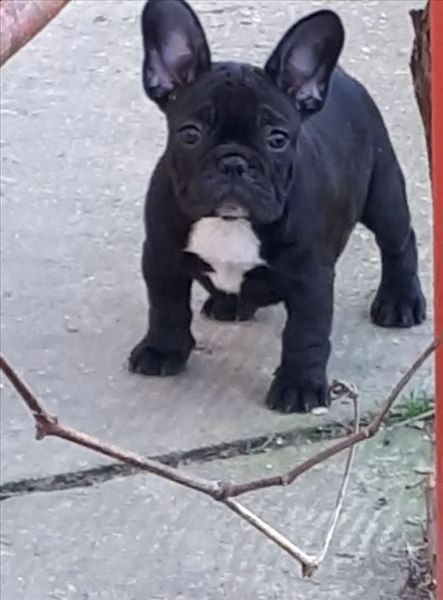 bellissimi cuccioli di bulldog francese maschi 