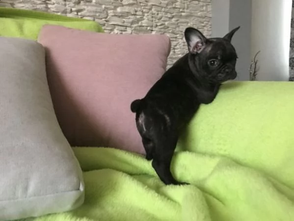 bellissimi cuccioli di bulldog francese | Foto 0