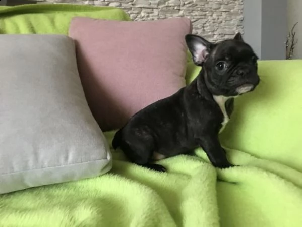 bellissimi cuccioli di bulldog francese