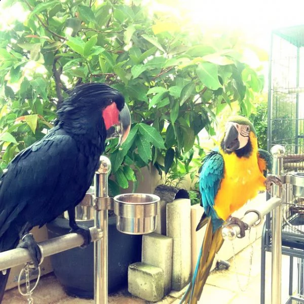 pappagalli e uova di pappagallo in vendita.