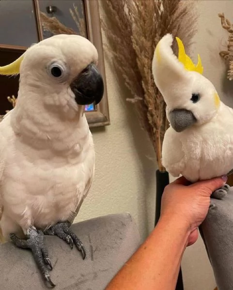 yy      pappagalli e uova di pappagallo in vendita. | Foto 1