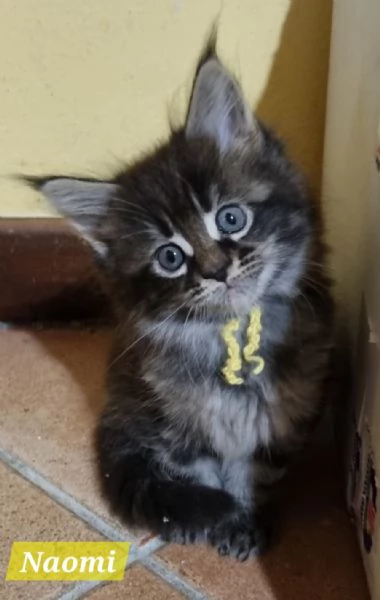 STREPITOSE GIOVANI MAINE COON PEDIGREE ANFI 