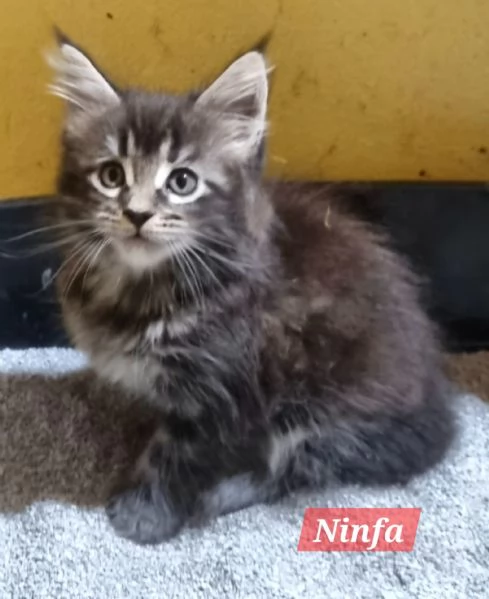 STREPITOSE GIOVANI MAINE COON PEDIGREE ANFI  | Foto 6