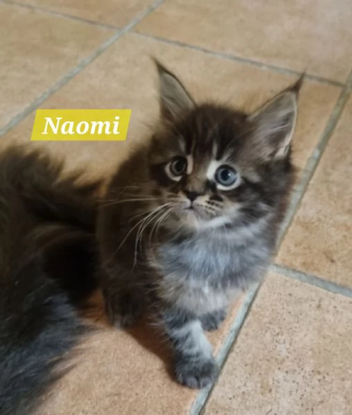 STREPITOSE GIOVANI MAINE COON PEDIGREE ANFI  | Foto 5