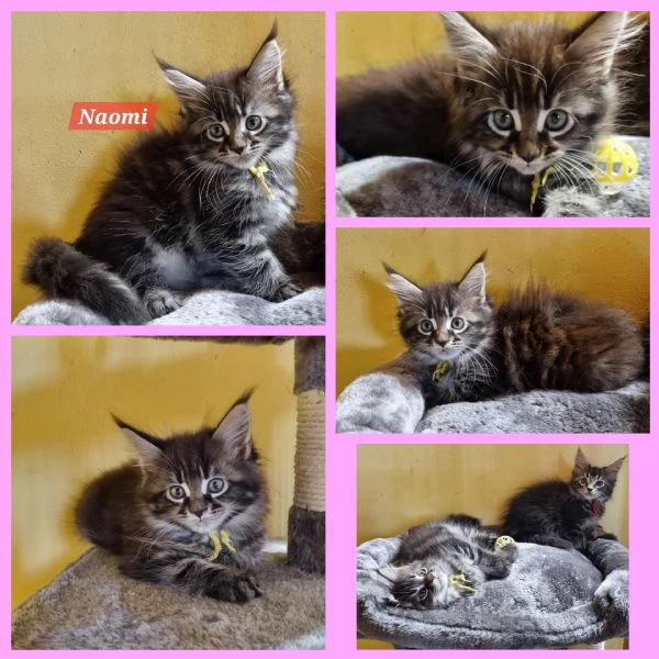 STREPITOSE GIOVANI MAINE COON PEDIGREE ANFI  | Foto 4