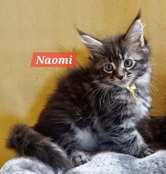 STREPITOSE GIOVANI MAINE COON PEDIGREE ANFI  | Foto 3