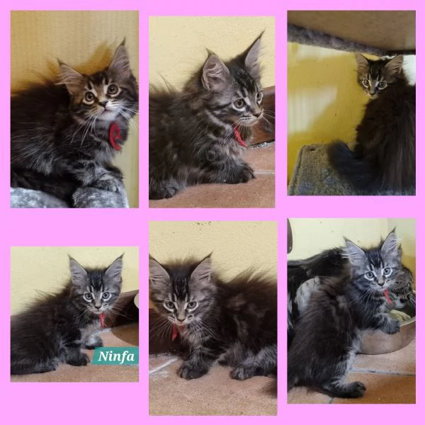 STREPITOSE GIOVANI MAINE COON PEDIGREE ANFI  | Foto 2