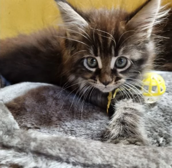 STREPITOSE GIOVANI MAINE COON PEDIGREE ANFI  | Foto 1