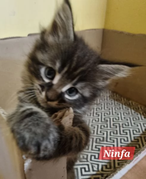 STREPITOSE GIOVANI MAINE COON PEDIGREE ANFI  | Foto 0