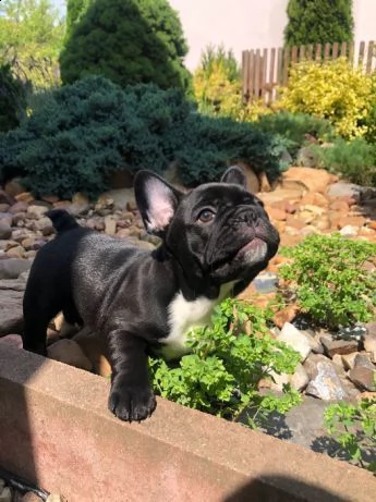 cuccioli di bulldog francese | Foto 0