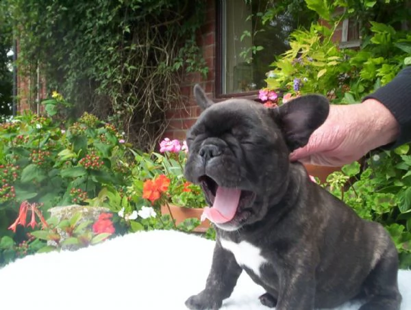 adorabili cuccioli di bulldog francese disponibili e pronti | Foto 0