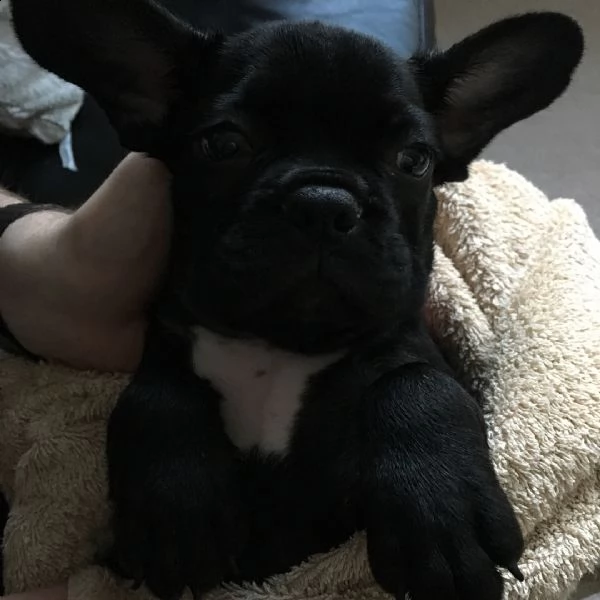adorabili cuccioli di bulldog francese disponibili e pronti | Foto 1