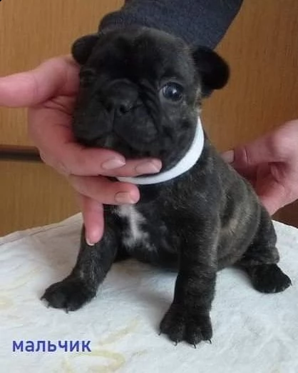 adorabili cuccioli di bulldog francese disponibili | Foto 0