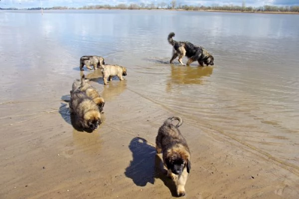 cuccioli di leonberger disponibili