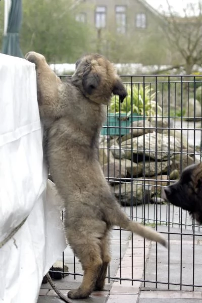 cuccioli di leonberger disponibili | Foto 3