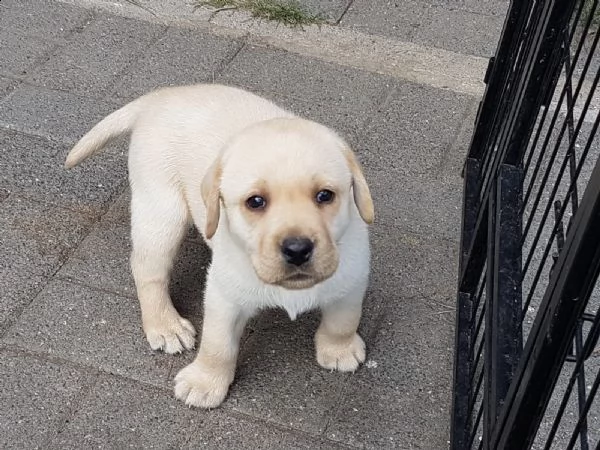 cucciolo di labrador maschioe femmina