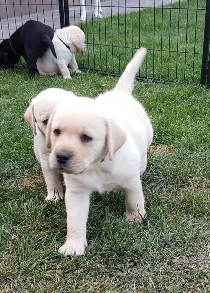 cucciolo di labrador maschioe femmina | Foto 3