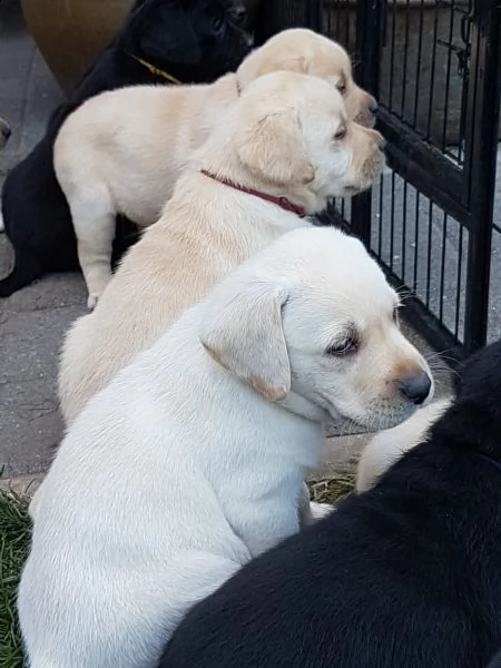 cucciolo di labrador maschioe femmina | Foto 2