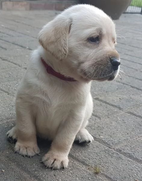 cucciolo di labrador maschioe femmina | Foto 1