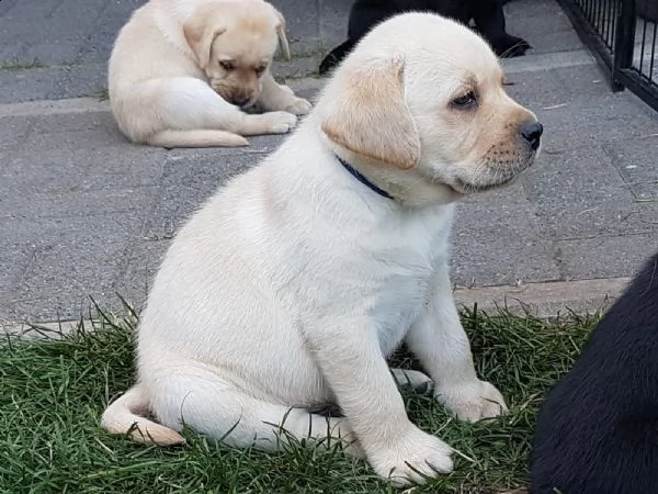 cucciolo di labrador maschioe femmina | Foto 0